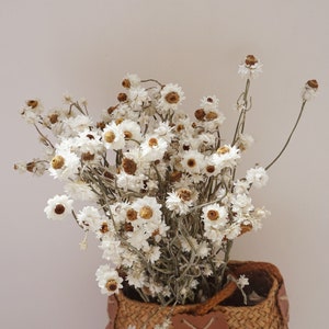 Dried chrysanthemums, daisies,white daisies,dried flower arrangement, floral materials, home decoration