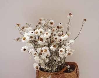 Chrysanthèmes séchés, marguerites, marguerites blanches, arrangement de fleurs séchées, matériaux floraux, décoration de la maison