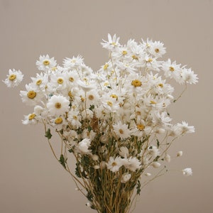 Natural Daisy, dried flower decoration, floral craftsmanship materials, home decoration, wedding flower decoration