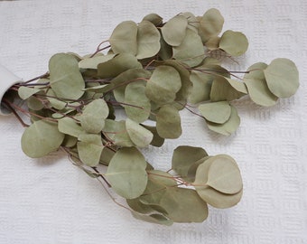 Natural driven Silver eucalyptus, Sage green, home wedding decoration, DIY flower arrangement