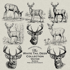 35 White Tail Deer Design Bundle SVG-PNG Detail Designs für die Lasergravur und Print-on-Demand Buck, Doe, Hirschkopf, Gestell, Rehkitz, Buck Gestell