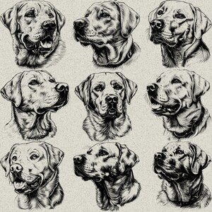 34 Labrador Retriever Dog Designs Bundle SVG & PNG for Laser Engraving ...