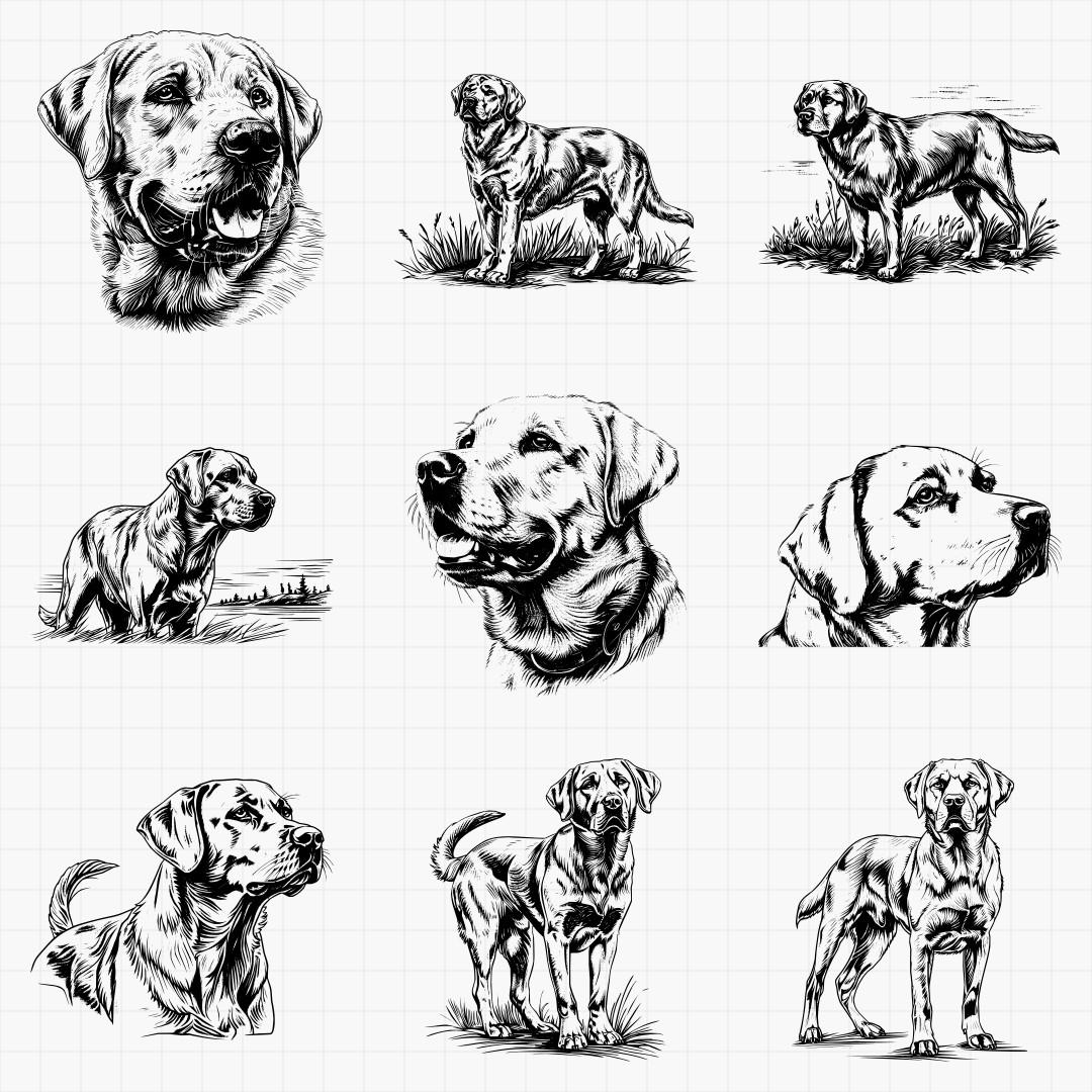Labrador Retriever Dog Designs Bundle SVG & PNG for Laser Engraving or ...
