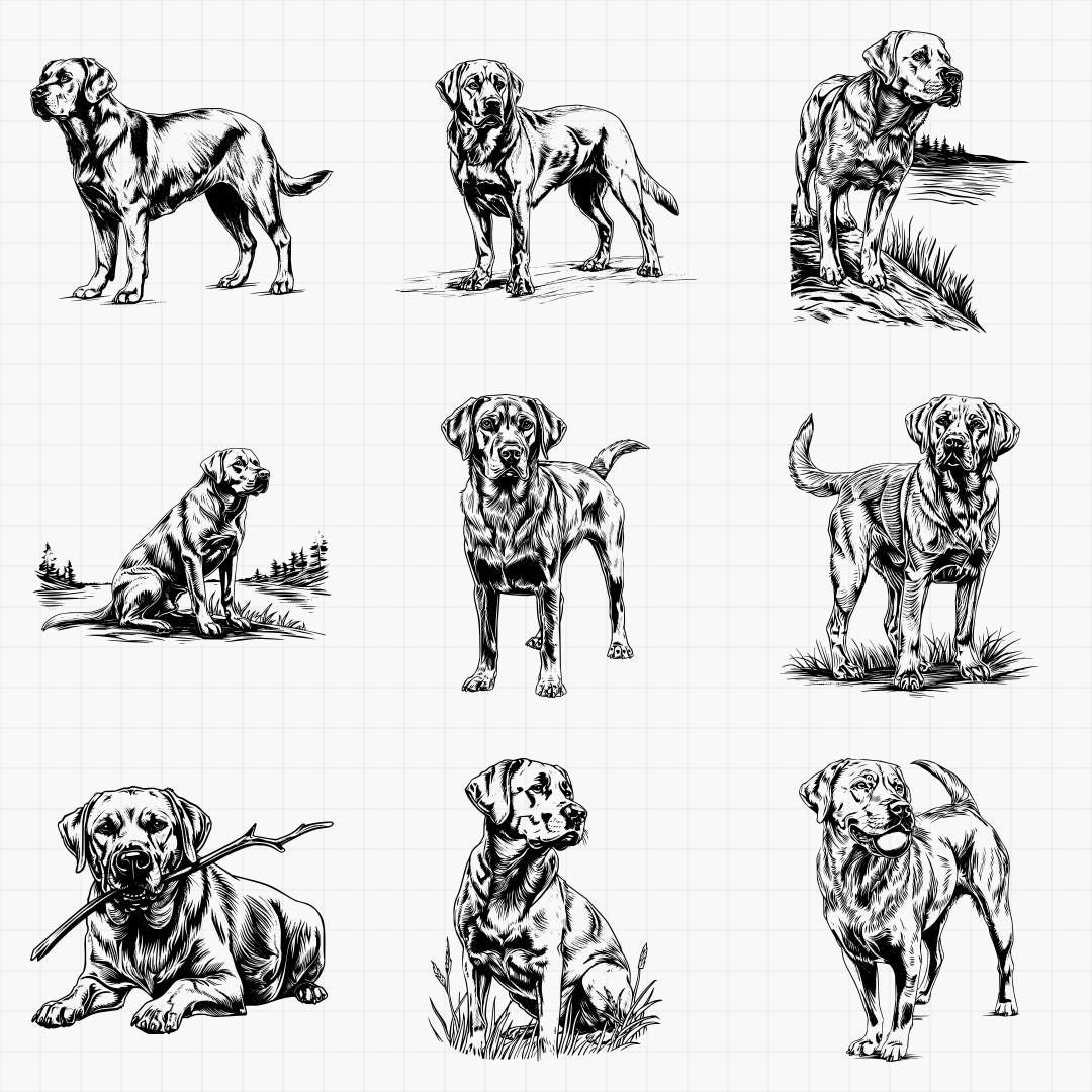 Labrador Retriever Dog Designs Bundle SVG & PNG for Laser Engraving or ...