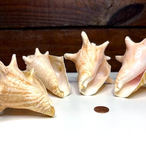 May include: Four conch shells with beige and tan mottled patterns and smooth, pale pink interiors. The shells feature pointed, horn-like protrusions along their edges. A single copper-colored penny is placed on the surface for scale.