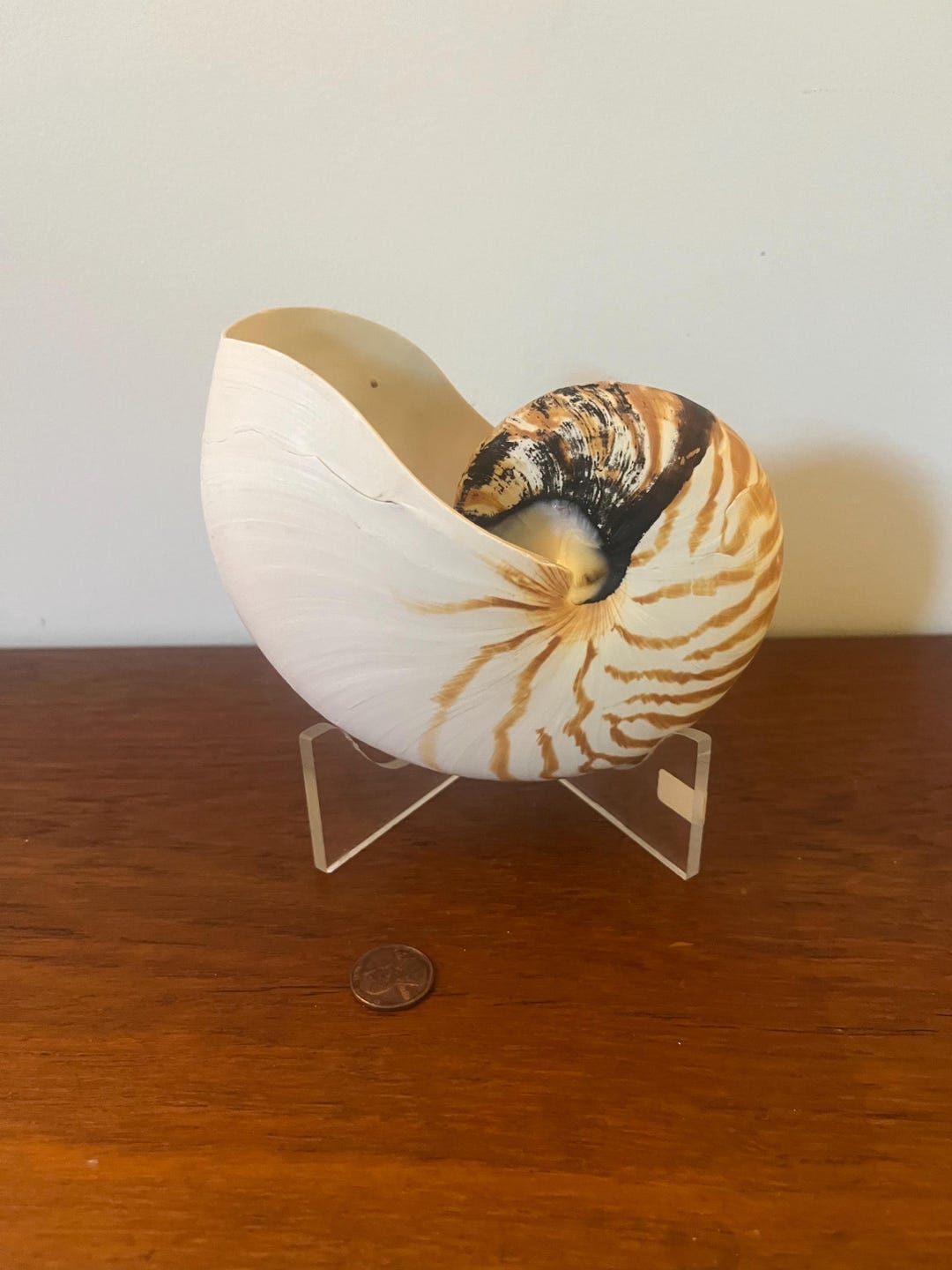 Nautilus Shell - Large (5.5” L X 4” H X 2.5” W) Natural Tiger Chambered ...