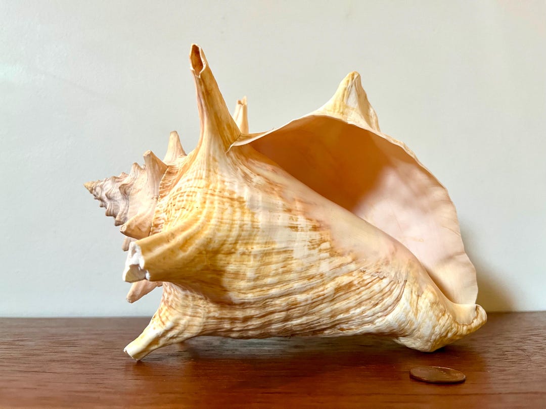 Atlantic Pink Queen Conch Shell - Large (8.5” L X 6” H X 6.5” W ...