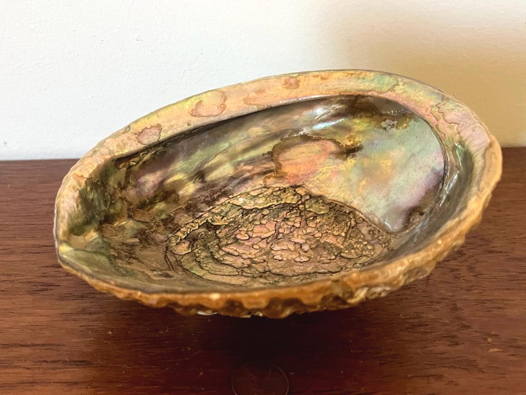 Abalone Shell - 6.25” Long X 5.5” Wide - Natural, Lacquered and ...