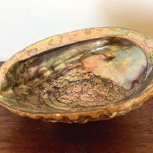 May include: An iridescent abalone shell with a textured interior and a smooth, polished exterior. The shell displays a range of colors, including greens, blues, and pinks, with a natural, organic shape. The shell is resting on a wooden surface.