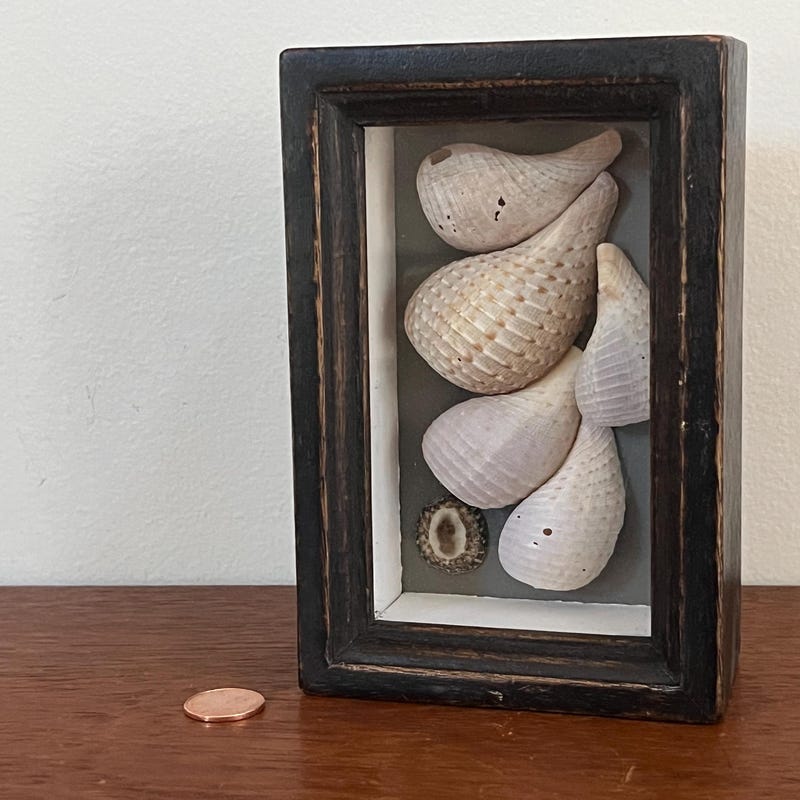 Shell Art Shadow Box - Etsy