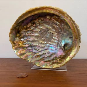 May include: An iridescent abalone shell, showcasing a spectrum of colors including purple, green, and gold. The shell is displayed on a clear stand, with a penny in the foreground, suggesting scale. The shell's interior has a textured surface.