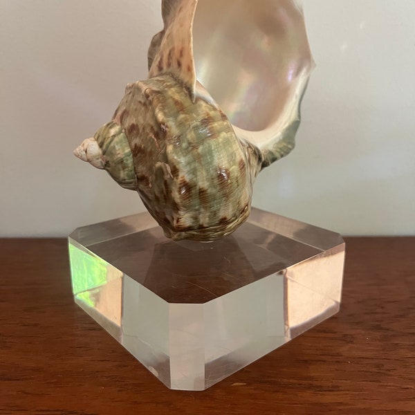 Green/Jade Turbo marmoratus shell with pearlized interior  - large, natural, and prepared for display - natural history - coastal