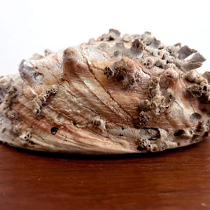 May include: A close-up of a large, textured seashell with a rough, uneven surface. The shell displays a mix of beige, brown, and white hues, with intricate ridges and small, protruding formations. The shell is resting on a wooden surface.