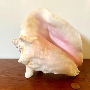 Caracola reina rosa del Atlántico - grande, pesada (20 cm de largo x 16,5 cm de alto x 14 cm de ancho), pulida al natural y preparada para exhibición - historia natural - zona costera