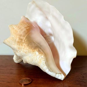 May include: A large queen conch shell with a textured, tan and cream-colored exterior and a smooth, iridescent white interior. The shell features a flared, wavy lip and is positioned next to a copper-colored penny for scale reference.