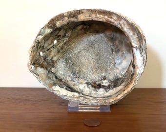 アワビの貝殻 - 長さ6.5インチ x 幅5.75インチ - 天然、研磨済み、展示
