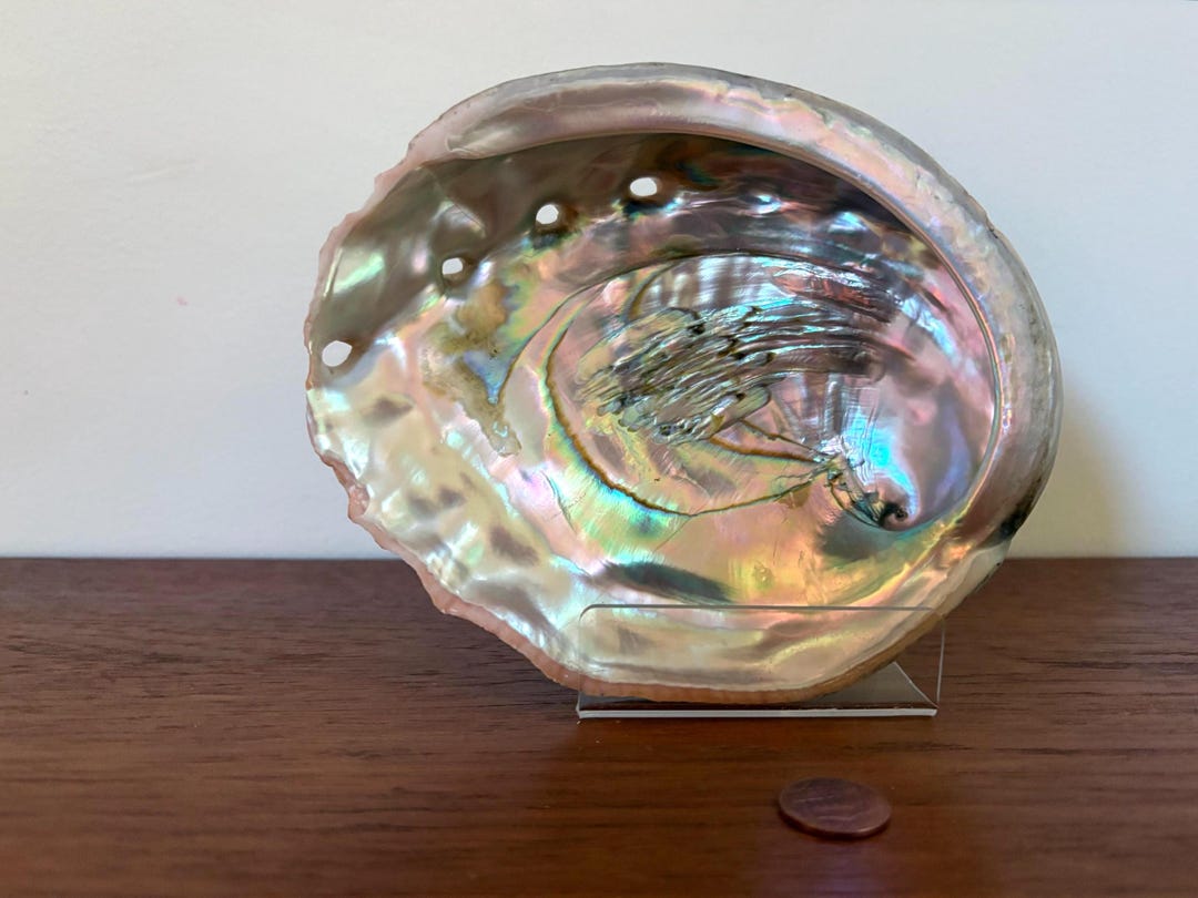 Abalone Shell - 6.25” L X 5.25” Wide - Natural, Polished and Prepared ...