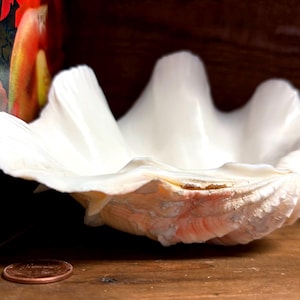 May include: A large, white, fluted clam shell with a smooth, glossy interior and a textured, ridged exterior featuring subtle peach and tan coloration. A copper-colored penny is placed next to the shell for scale reference.