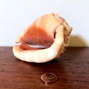 Könnte beinhalten: Eine große, pfirsichfarbene Muschelschale mit strukturierter Oberfläche und weiter Öffnung. Die Schale liegt auf einer Holzoberfläche, daneben eine Münze zum Größenvergleich. Das Innere der Schale hat einen dunkleren, rotbraunen Farbton.