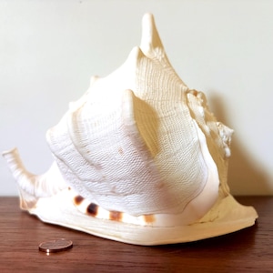 May include: A large, cream-colored conch shell with a textured surface and brown markings. The shell is positioned on a wooden surface, with a penny nearby for scale. The shell's shape is prominent, with a pointed spire and a wide opening.