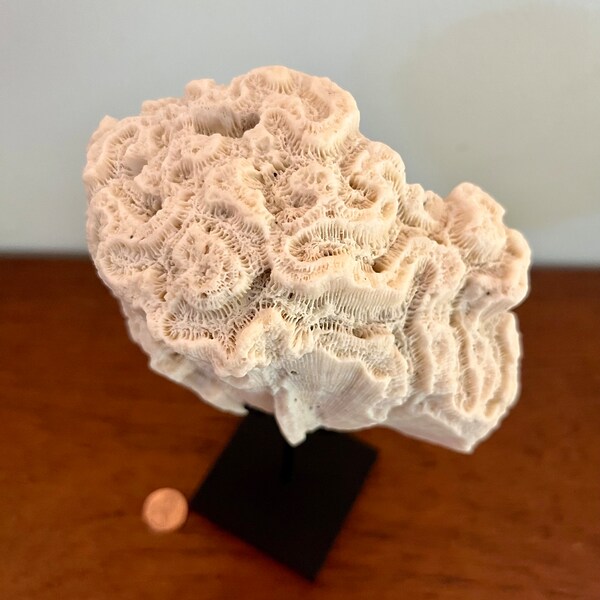 Coral - natural vintage triangular slab of brain coral presented on a spider display stand (for demonstration) - natural history - coastal