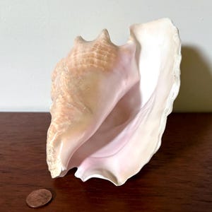 Atlantic pink queen conch shell - medium large sized (7.5” l x 6.25” w x 5.5” h), natural & prepared for display - natural history - coastal