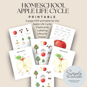 Homeschool Apple Life cycle PDF printable, back to school, fall, kindergarten, 1st grade, preschool