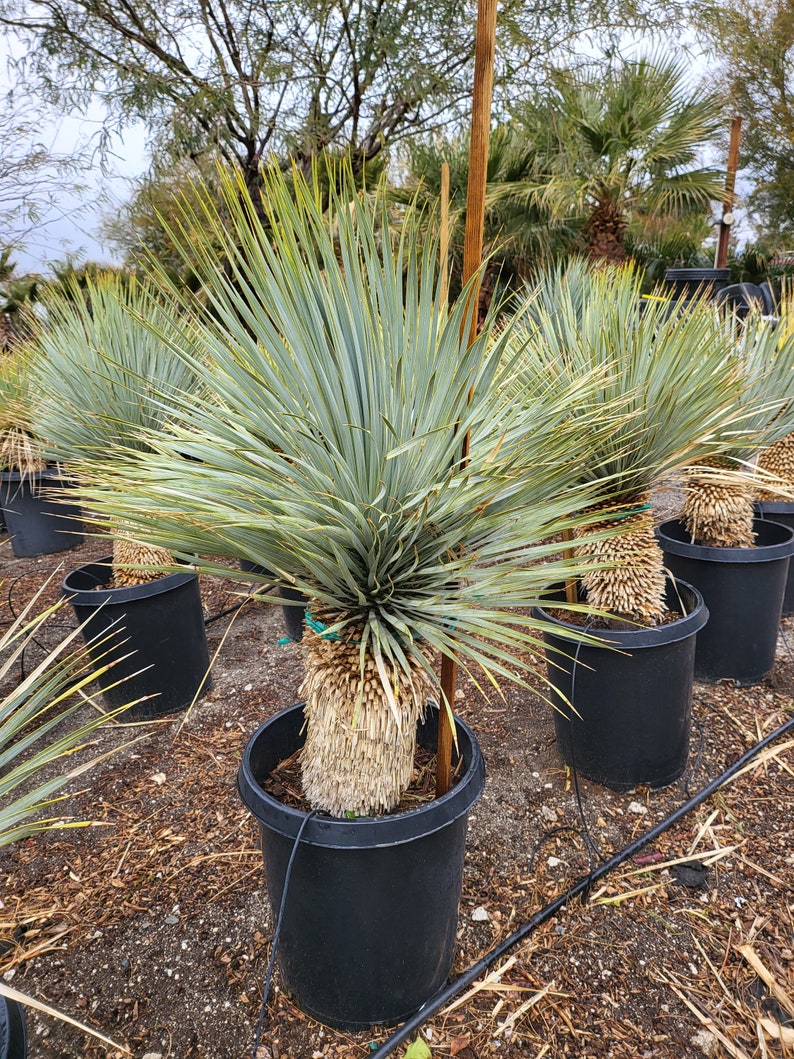 Yucca plant