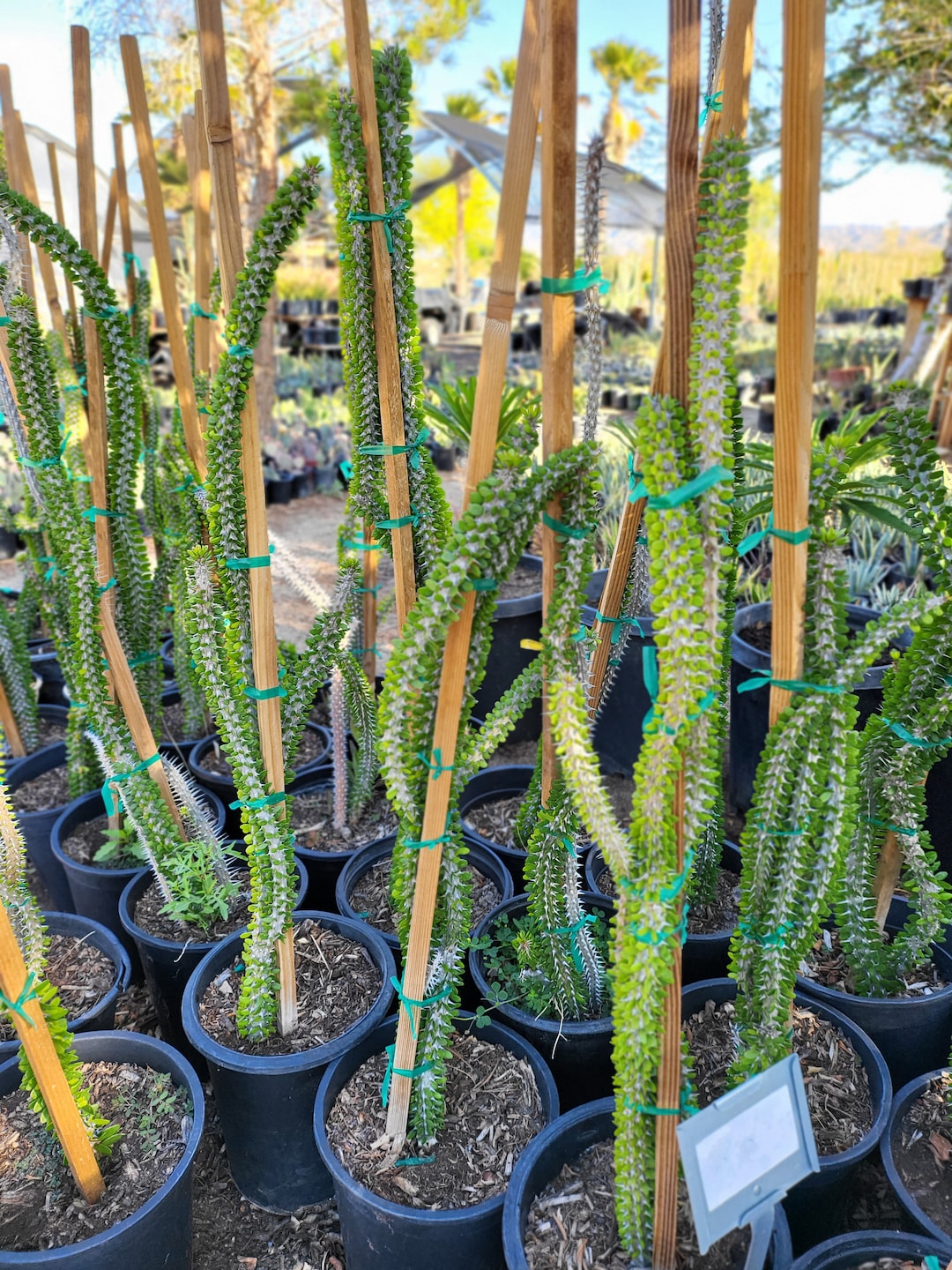 Madagascar Ocotillo (alluaudia Procera) - Etsy