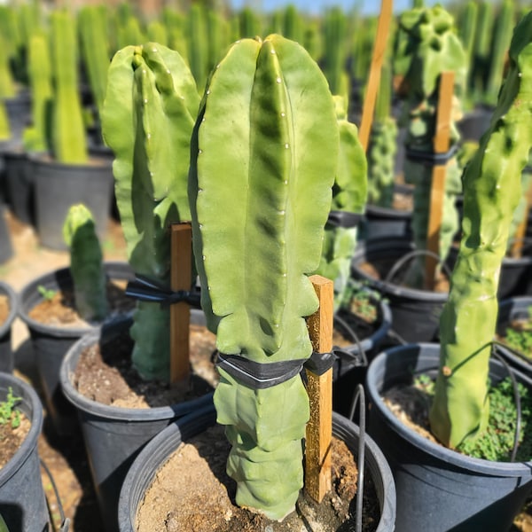 Totem Pole Cactus (Lophocereus Schottii var Monstrosus)