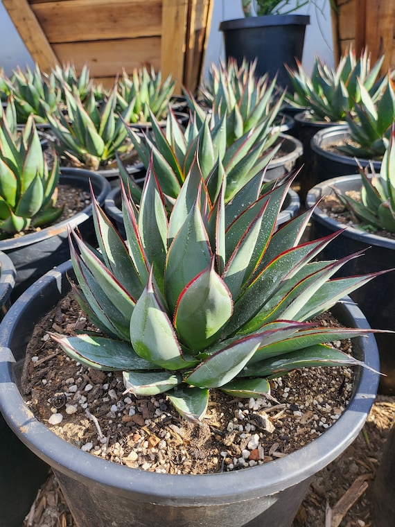 Agave Blue Glow - Etsy