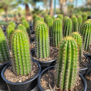 Golden Torch (Echinopsis Spachiana)