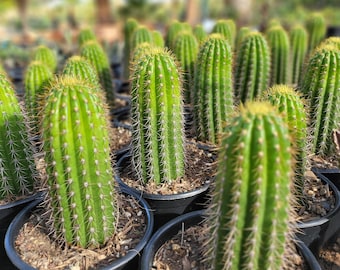 Golden Torch (Echinopsis Spachiana)