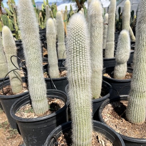 Silver Torch Cactus (Cleistocactus Strausii)