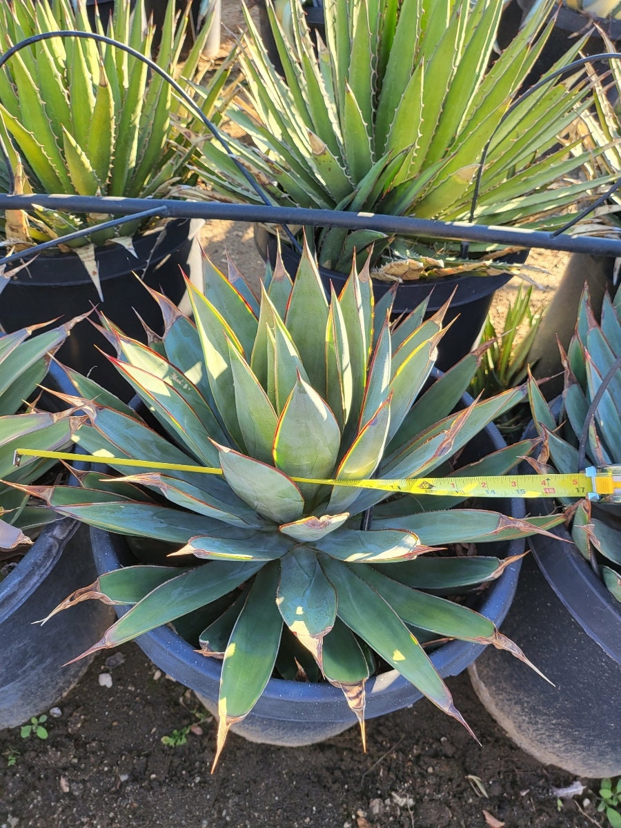 Agave Blue Glow - Etsy Canada
