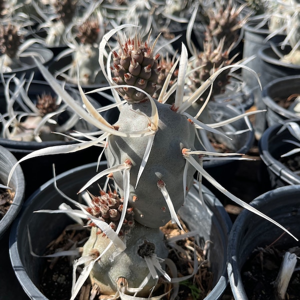 Paper Spine Cactus (Tephrocactus Articulatus var Papyracanthus)