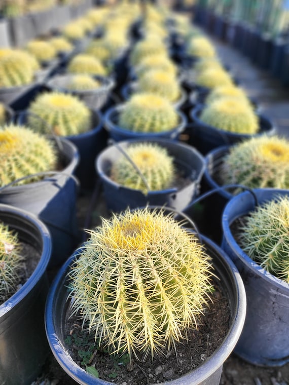 Golden Barrel (Echinocactus Grusonii)