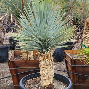 Yucca Rostrata
