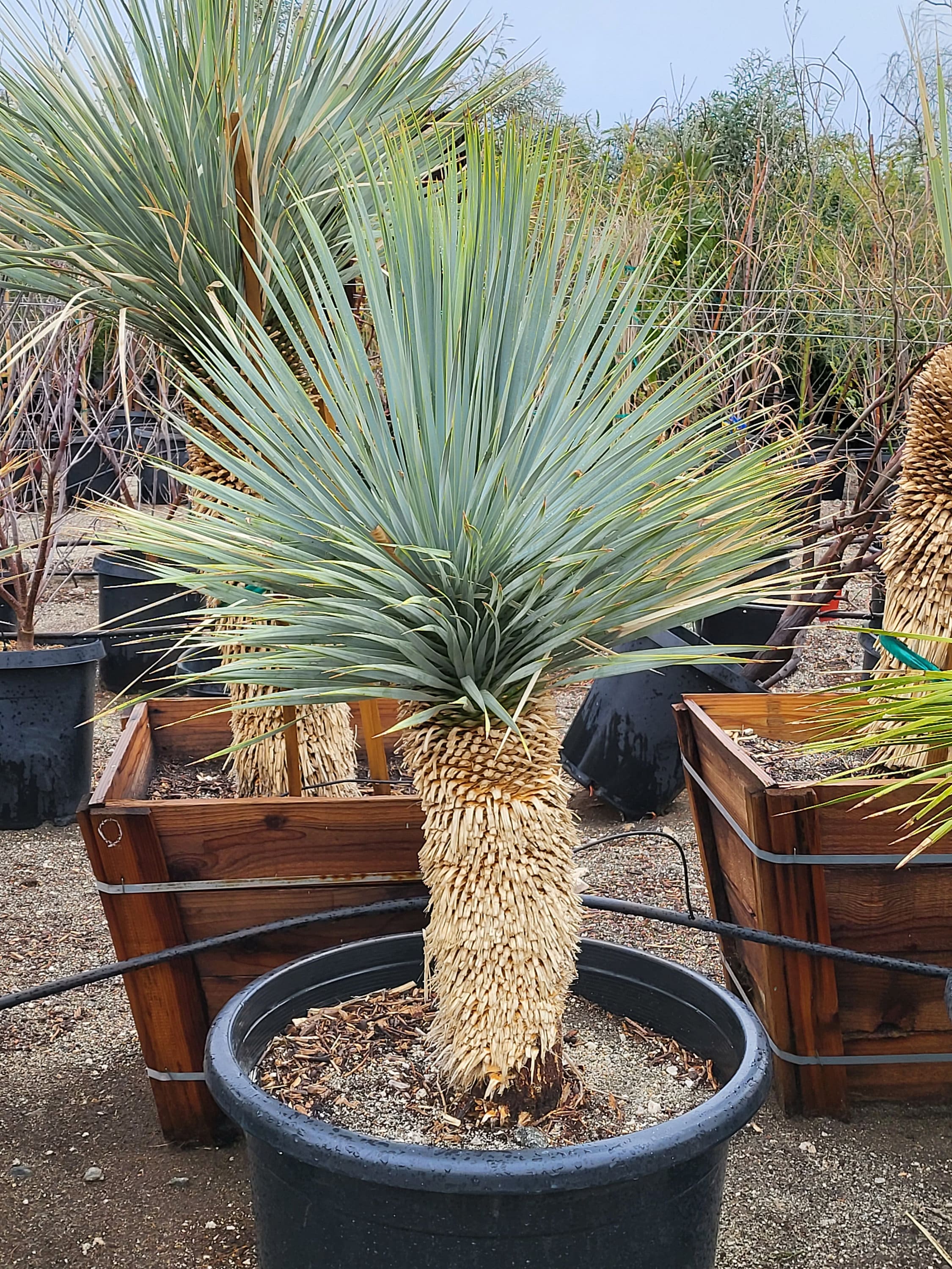Yucca Rostrata - Etsy