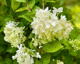 White Hydrangea Live Rooted Cuttings