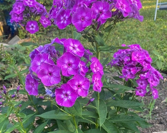 Violet Phlox Live Plants