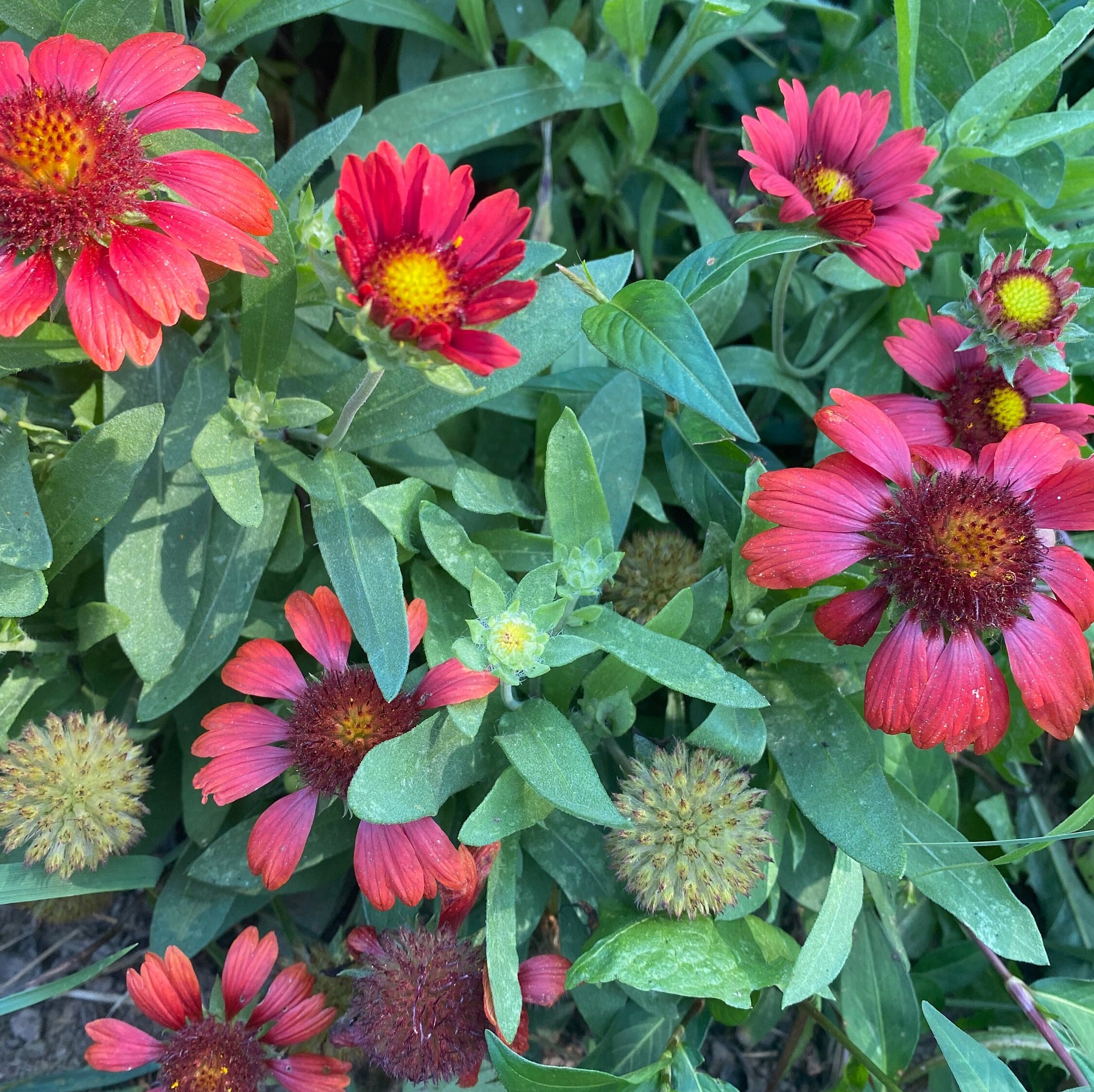 Lush Indian Blanket Flower Seeds Capture for Mobile Lush Indian Blanket Flower Seeds Capture for Mobile