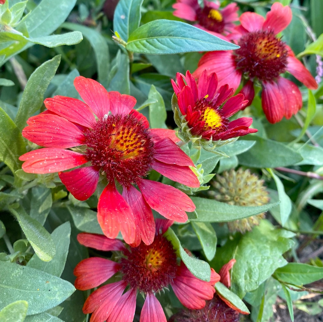 Detailed Indian Blanket Flower Seeds Image Collection Detailed Indian Blanket Flower Seeds Image Collection
