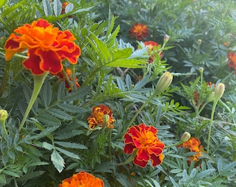 May include: A close-up of orange and red marigold flowers blooming in a lush green garden. The flowers have a vibrant color and are surrounded by green foliage.
