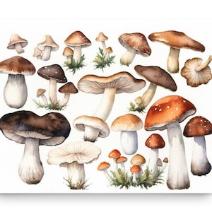 Mushrooms Painting Wild Mushrooms Watercolor Art Print Different Mushrooms Wall Art Kitchen Still Life Farmhouse Wall Decor Mushrooms Poster