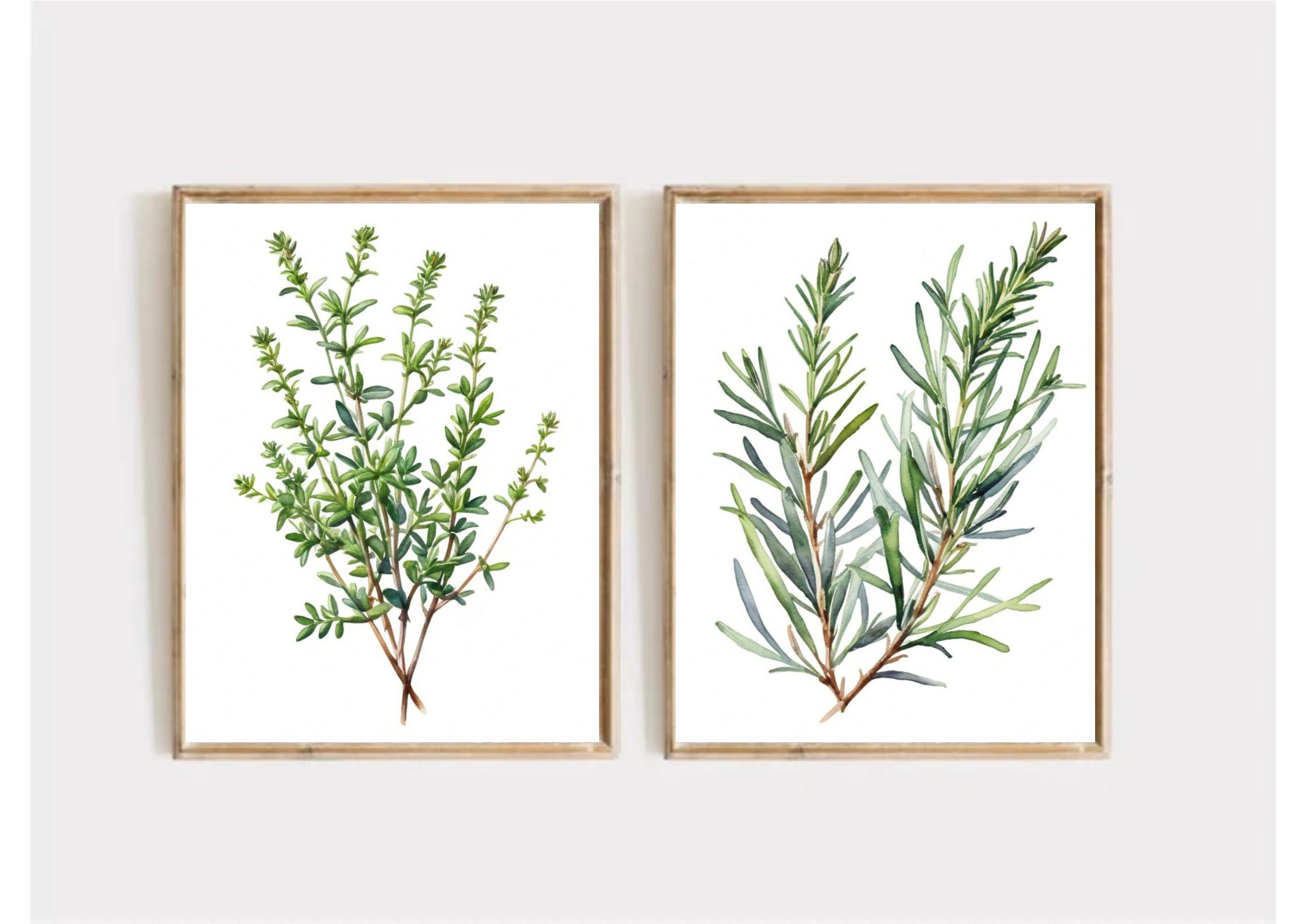 Rosemary Watercolor Art Print: Green Herbs Kitchen Wall Decor - Etsy