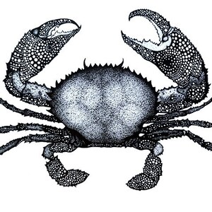 Crab, Original 1 of 1