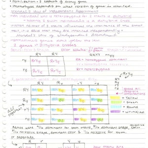 May include: Handwritten notes on lined paper explaining the concepts of genetics, including Mendel's Laws of Independent Assortment and Dihybrid Crosses. The notes include a Punnett square diagram with the genotypes and phenotypes of a dihybrid cross.