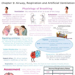 May include: A diagram illustrating the physiology of breathing, including inhalation, exhalation, airway obstruction, regulating ventilation, hypoxia, oxygenation, and respiration. The diagram also includes a table showing normal respiratory rates for adults.