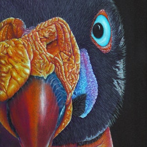 Tarjetas de notas King Vulture - Paquete de 5